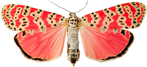 Pink butterfly PNG image, butterflies-1063